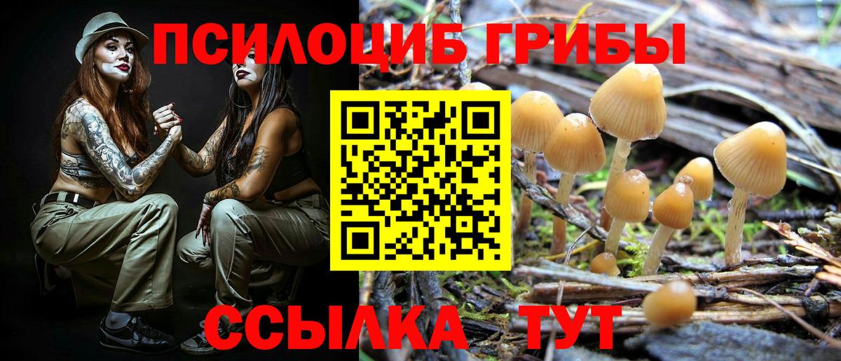 Чехов  Псилоцибиновые грибы прущие грибы  Вход с VPN 